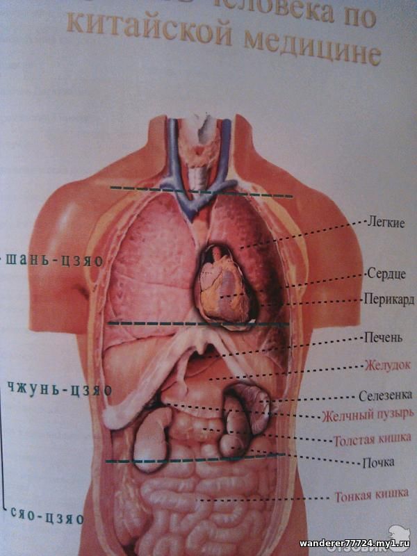 картина внутренних органов